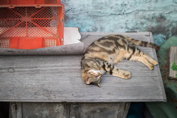 Спящий Соломенный Кот Открытый — стоковое фото