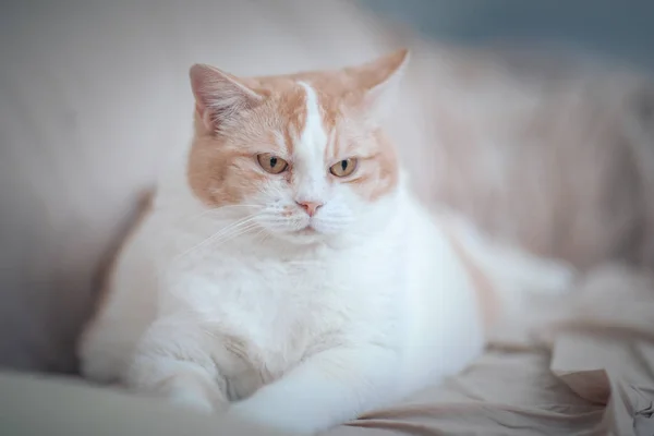 Portrait Domestic Cat — Stock Photo, Image