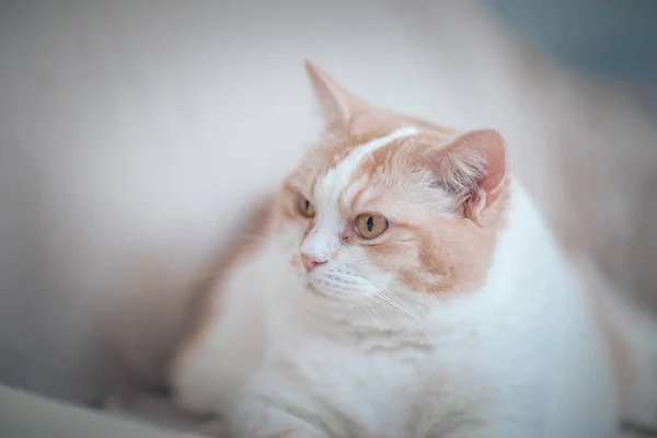 Portrait Domestic Cat — Stock Photo, Image