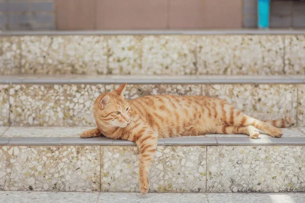 Gatto Randagio Città Hong Kong — Foto Stock