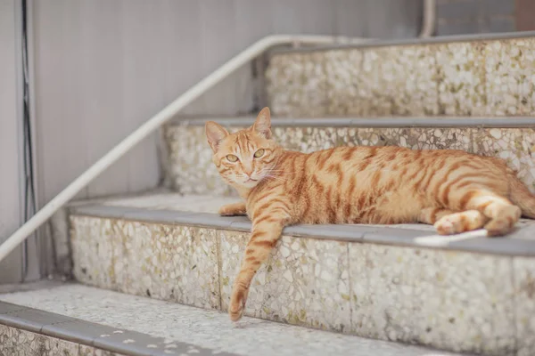 Zabłąkać Się Kot Mieście Hong Kong — Zdjęcie stockowe