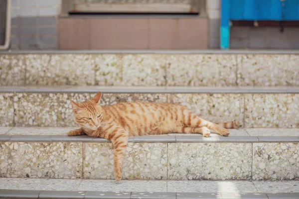 Gato Callejero Ciudad Hong Kong — Foto de Stock