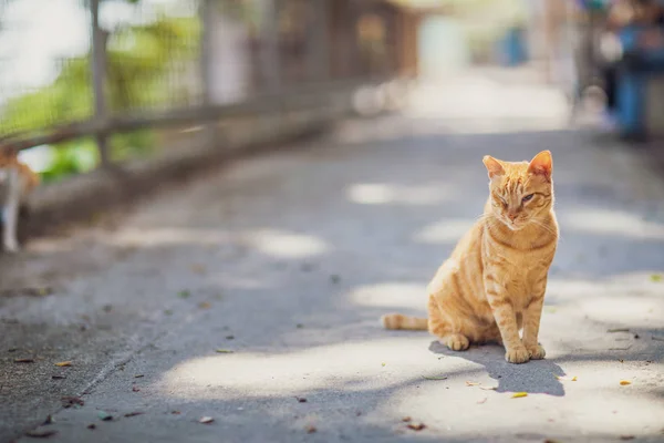 Şehirde Hong Kong Yolunu Yitirmek Kedi — Stok fotoğraf