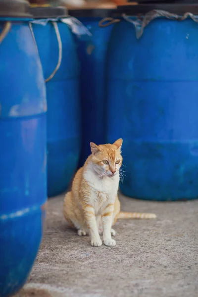 香港小镇流浪猫 — 图库照片