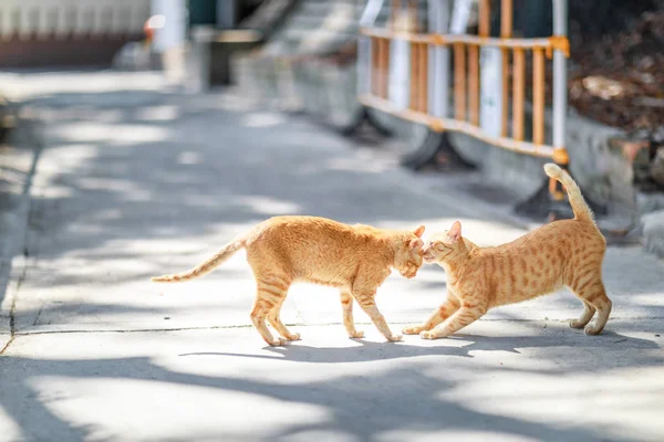 Stray Cats Городе Гонконг — стоковое фото