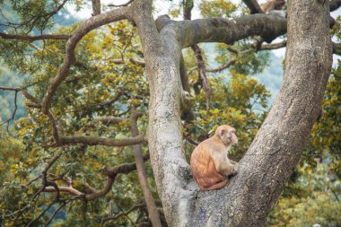 Maymun ağacındaki bir ormanda, Hong Kong