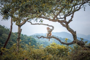 Maymun ağacındaki bir ormanda, Hong Kong