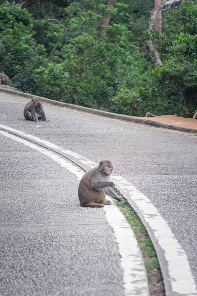 Singe Repose Milieu Une Route — Photo