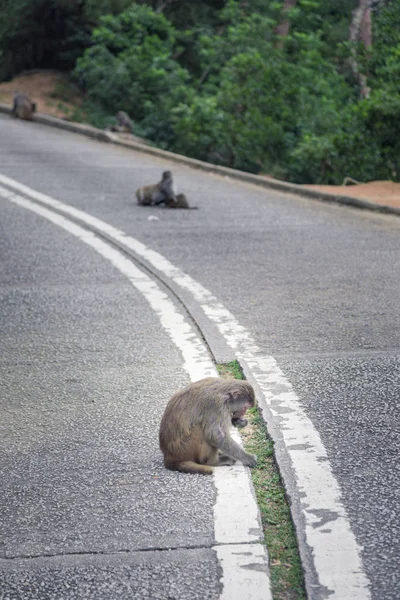 Singe Repose Milieu Une Route — Photo