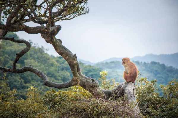 Singe Sur Arbre Dans Une Forêt Hong Kong — Photo