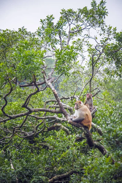 Singe Sur Arbre Dans Une Forêt Hong Kong — Photo