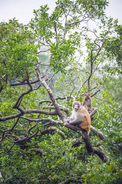 Singe Sur Arbre Dans Une Forêt Hong Kong — Photo
