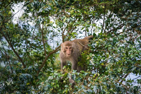 Singe Dans Réservoir Shing Mun Jour — Photo