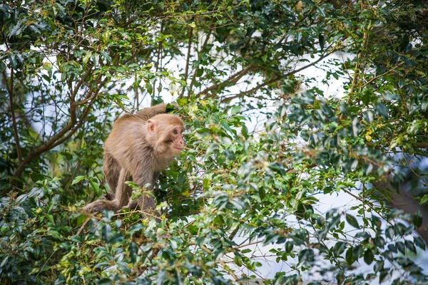 Singe Dans Réservoir Shing Mun Jour — Photo