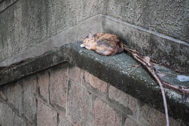 Şirin sokak kedisi, dışarıda dinleniyor, gündüz vakti, şehir merkezinde.
