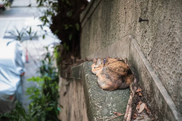 Niedliche Streunende Katze Ruhe Freien Tagsüber Innenstadt — Stockfoto