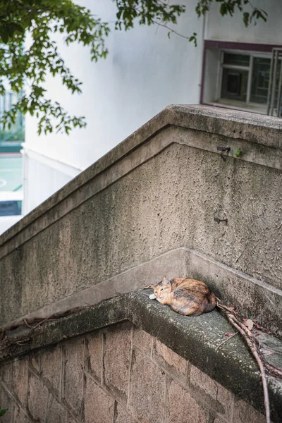 Niedliche Streunende Katze Ruhe Freien Tagsüber Innenstadt — Stockfoto