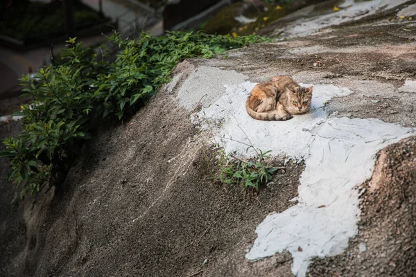 Chat Errant Mignon Reposant Plein Air Jour Centre Ville — Photo