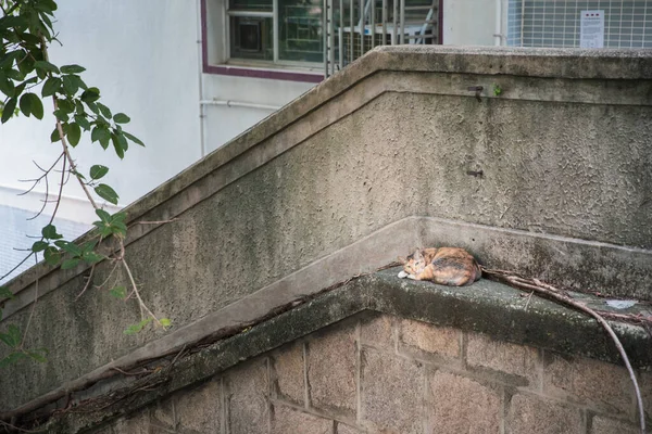 Niedliche Streunende Katze Ruhe Freien Tagsüber Innenstadt — Stockfoto