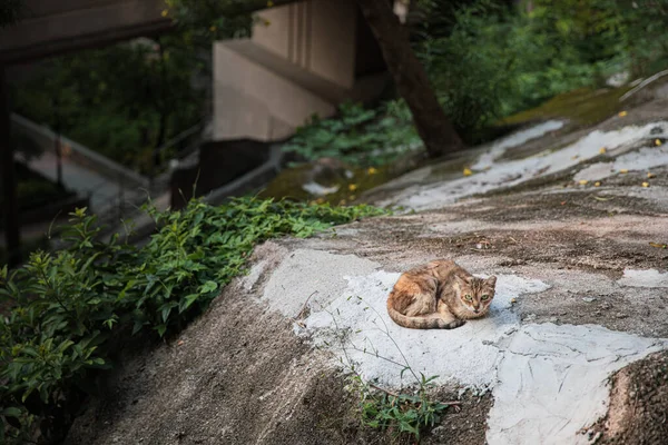 可爱的流浪猫 在户外 市中心休息 — 图库照片