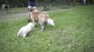 Güzel kız bir köpek yavrusu ve doğada büyük bir köpekle oynuyor.