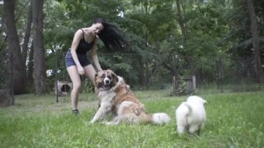 Güzel kız bir köpek yavrusu ve doğada büyük bir köpekle oynuyor.