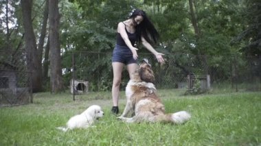 Güzel kız bir köpek yavrusu ve doğada büyük bir köpekle oynuyor.
