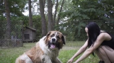 Güzel kız bir köpek yavrusu ve doğada büyük bir köpekle oynuyor.