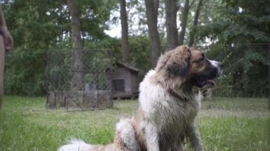Güzel kız bir köpek yavrusu ve doğada büyük bir köpekle oynuyor.