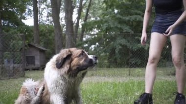 Güzel kız bir köpek yavrusu ve doğada büyük bir köpekle oynuyor.