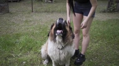 Güzel kız bir köpek yavrusu ve doğada büyük bir köpekle oynuyor.