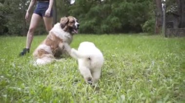 Güzel kız bir köpek yavrusu ve doğada büyük bir köpekle oynuyor.