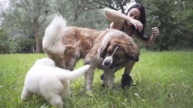 Güzel kız bir köpek yavrusu ve doğada büyük bir köpekle oynuyor.