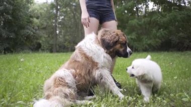 Güzel kız bir köpek yavrusu ve doğada büyük bir köpekle oynuyor.