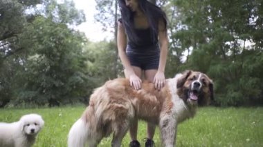 Güzel kız bir köpek yavrusu ve doğada büyük bir köpekle oynuyor.