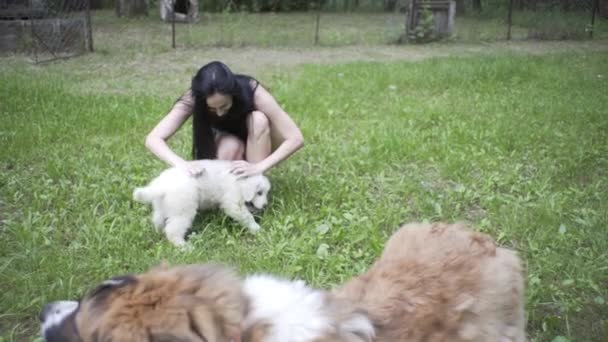 Όμορφο Κορίτσι Παίζει Ένα Κουτάβι Και Ένα Μεγάλο Σκυλί Στη — Αρχείο Βίντεο