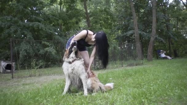 Menina Bonita Brinca Com Filhote Cachorro Grande Cão Natureza — Vídeo de Stock