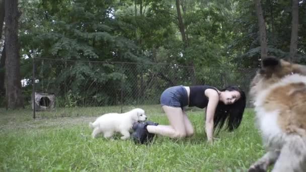 Schöne Mädchen Spielt Mit Einem Welpen Und Einem Großen Hund — Stockvideo