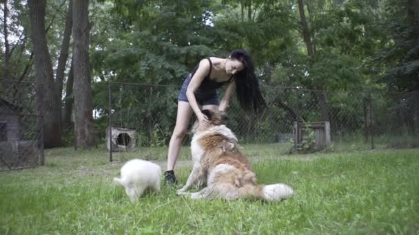 Gadis Cantik Bermain Dengan Anak Anjing Dan Anjing Besar Alam — Stok Video