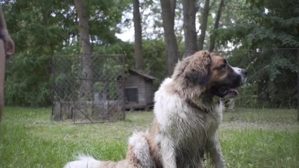 Güzel Kız Bir Köpek Yavrusu Doğada Büyük Bir Köpekle Oynuyor — Stok video