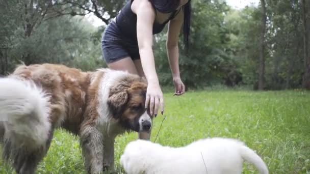 Mooi Meisje Speelt Met Een Puppy Een Grote Hond Natuur — Stockvideo