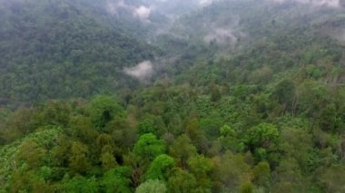 Tropikal ormanın güzel hava manzarası