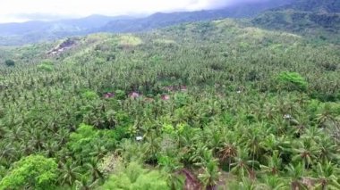 Tropikal ormanın güzel hava manzarası