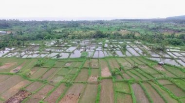 Tropikal orman pirinç tarlalarının güzel hava manzarası