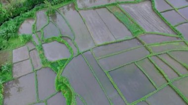 Tropikal orman pirinç tarlalarının güzel hava manzarası