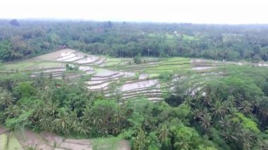 Tropikal orman pirinç tarlalarının güzel hava manzarası