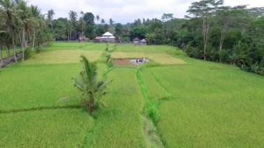 Tropikal orman pirinç tarlalarının güzel hava manzarası