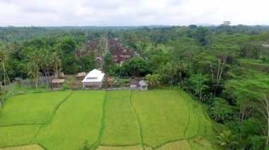 Tropikal orman pirinç tarlalarının güzel hava manzarası
