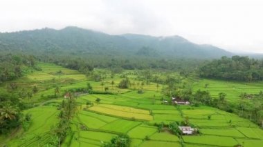 Tropikal orman pirinç tarlalarının güzel hava manzarası