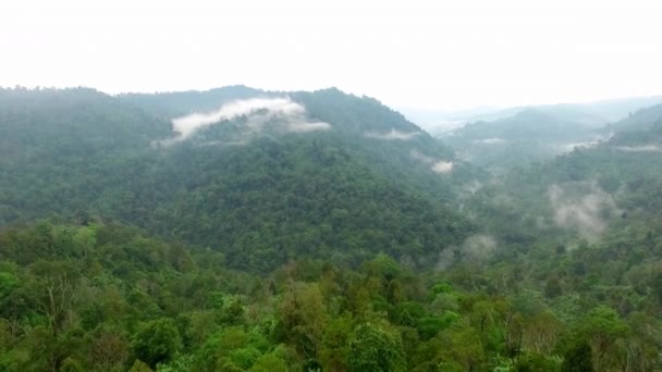 Beautiful Aerial View Tropical Jungle — Stock Video